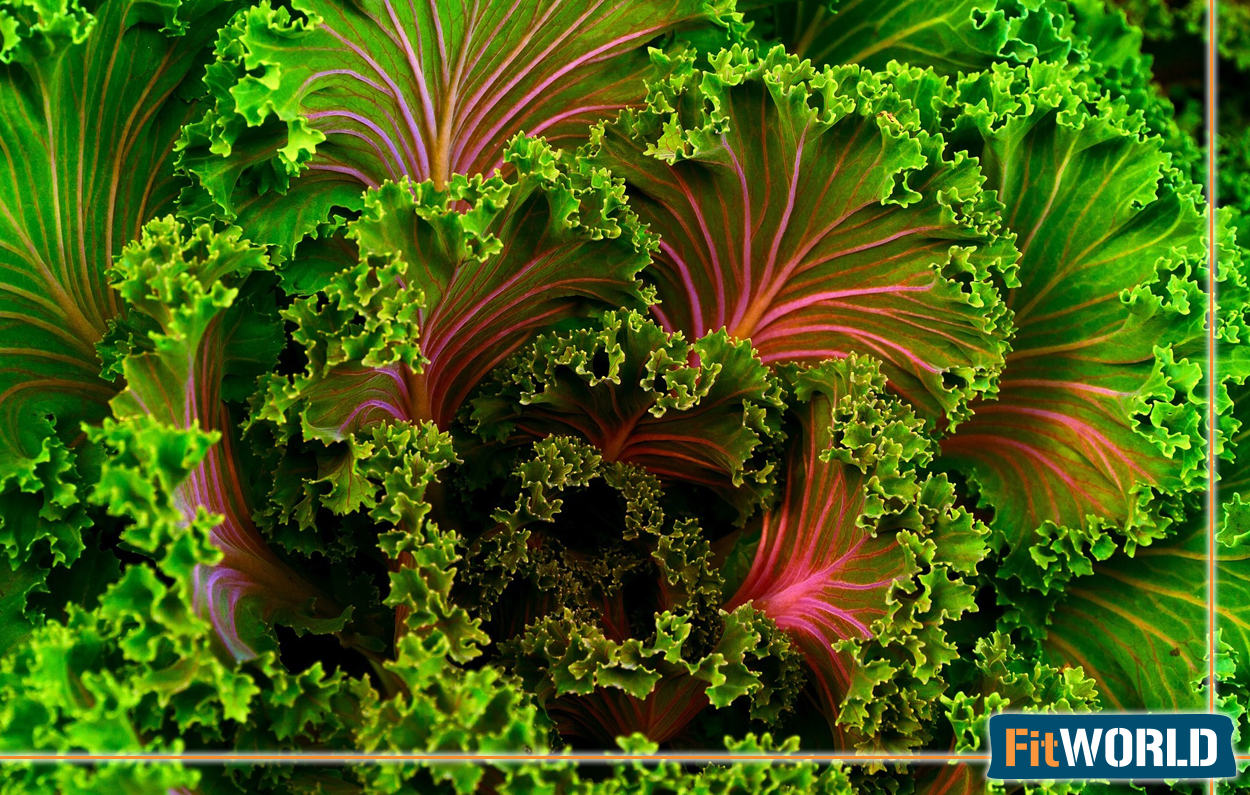 Recetas fitness con kale ¡Añade este alimento a tu dieta habitual!